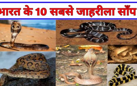 भारत में पाए जाने वाले 10 जहरीले सांपों के नाम और अदभुत जानकारी, Top 10 most Poisonous Snakes of India in Hindi, दुनिया के 10 सबसे जहरीले सांप, जहरीले सांप के नाम, भारत में पाए जाने वाले जहरीले सांपों के नाम, भारत का सबसे खतरनाक सांप, दुनिया के 10 सबसे खतरनाक सांप, इंडिया का सबसे जहरीला सांप कौन सा है, जहरीले सांप की पहचान, जहरीले सांप के नाम, भारत में पाए जाने वाले जहरीले सांपों के नाम, Pragatishil Classes